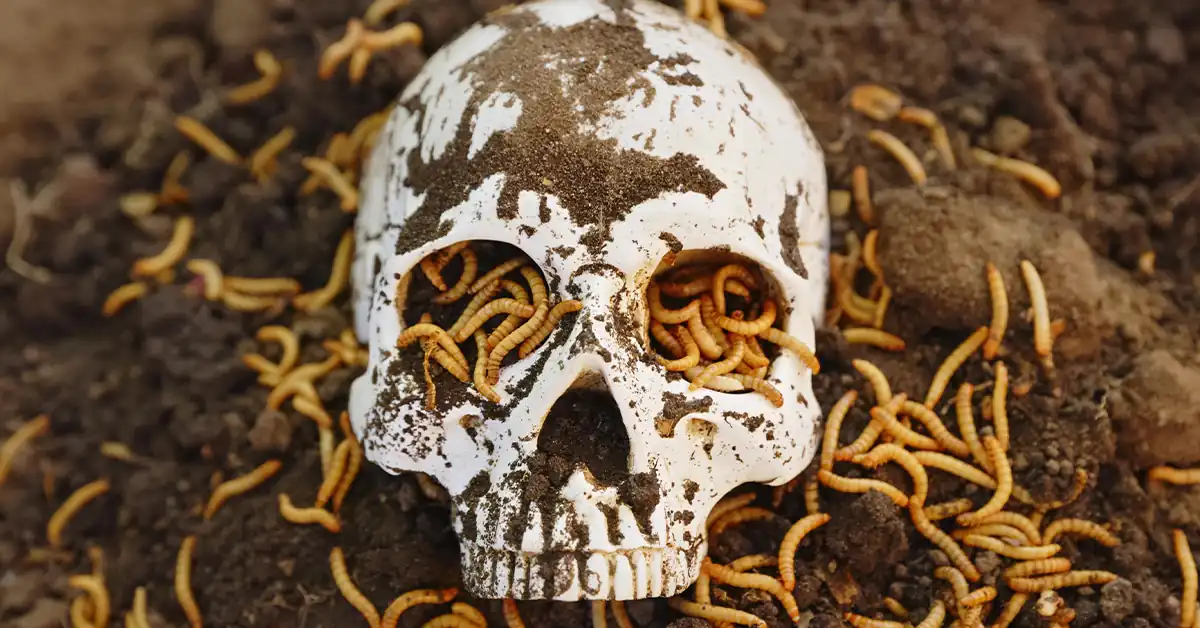 Their Worm Shall Not Die